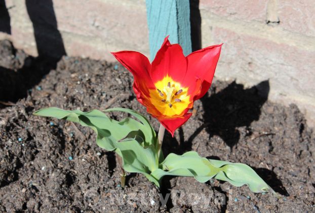 Spring! Flowers in the Garden of Het Loo